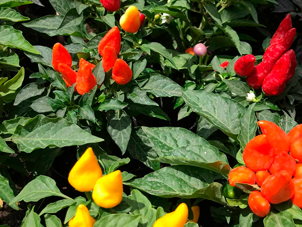 Vivero Las Novedades