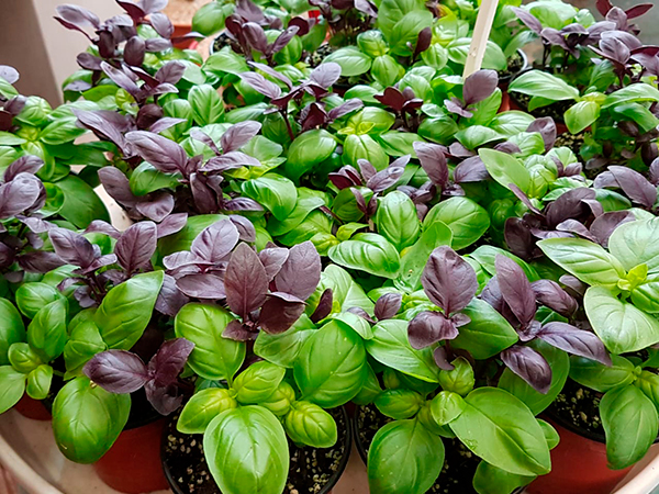 Vivero Las Novedades