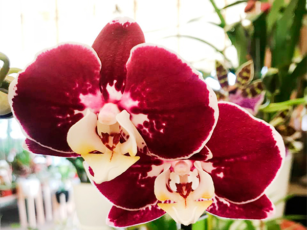 Vivero Las Novedades