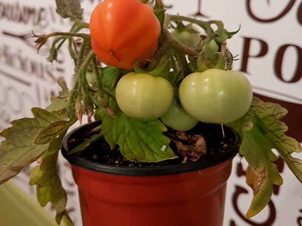 Vivero Las Novedades